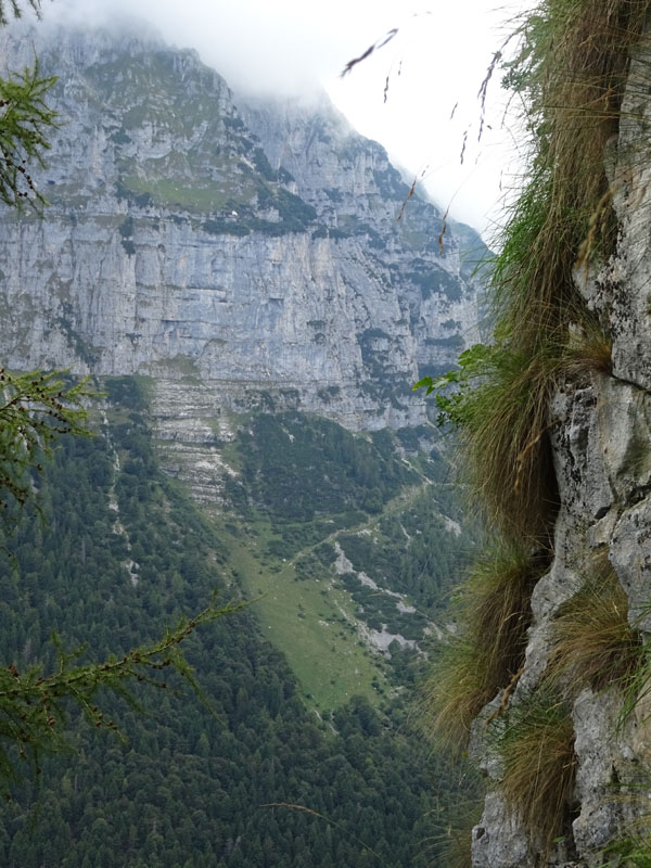 Ursus arctos.....l''habitat